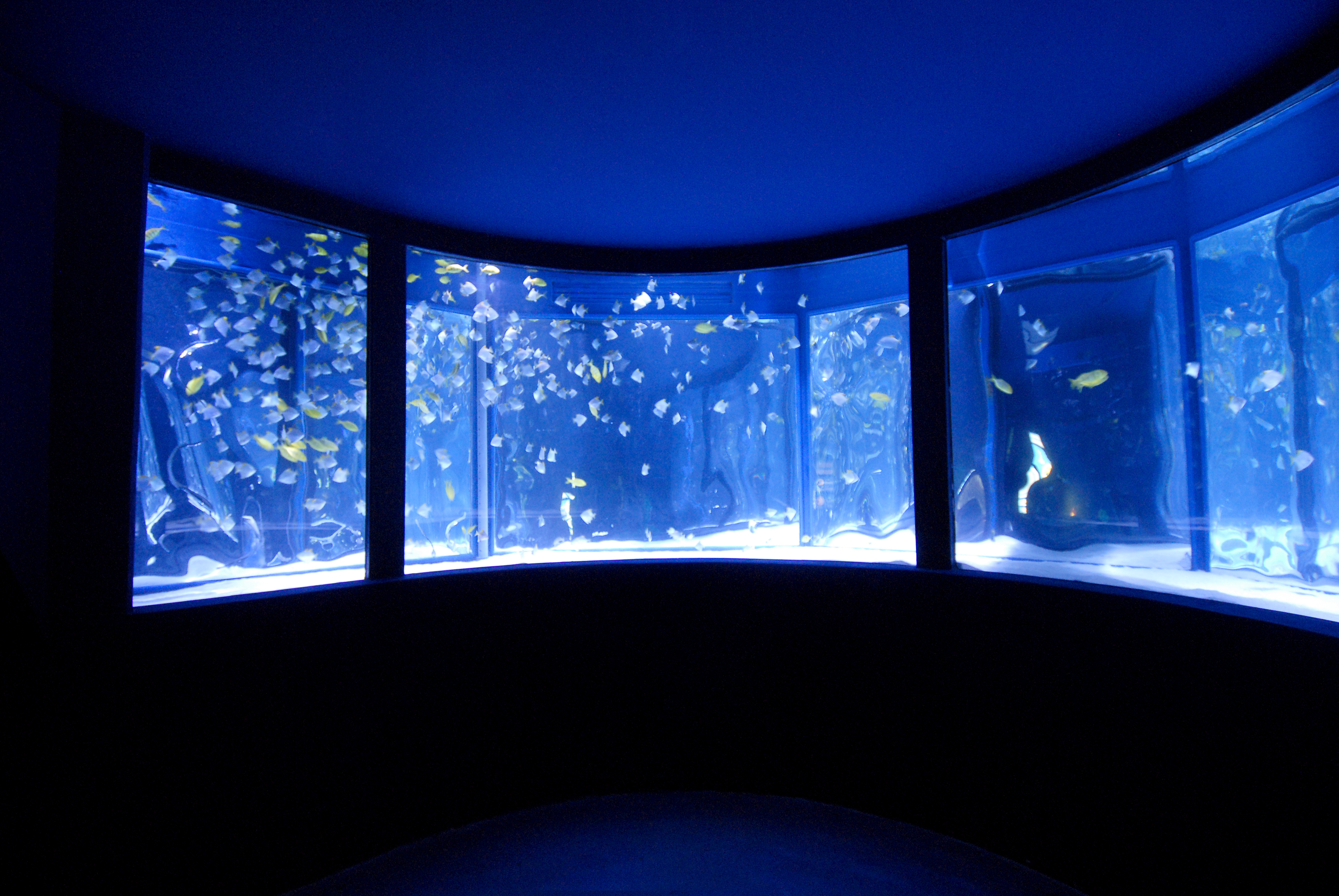 Gardaland SEA LIFE Aquarium - Ring-Becken