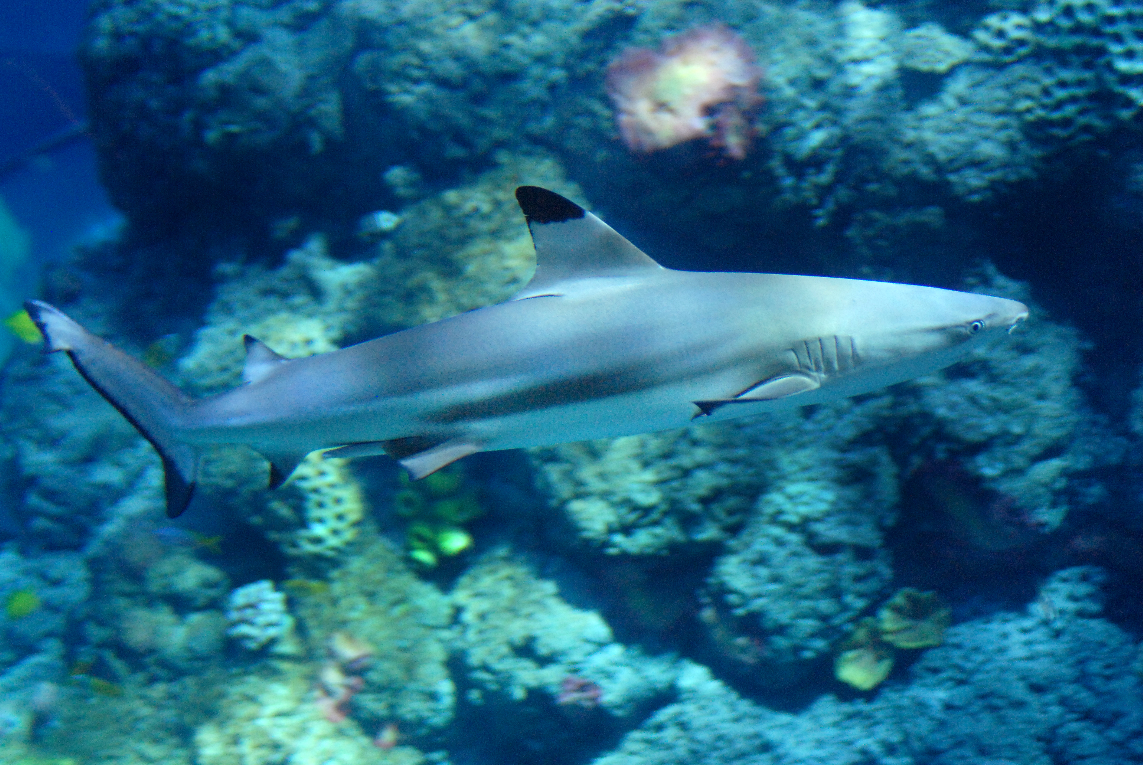 Gardaland SEA LIFE Aquarium - Blacktip Reef Shark