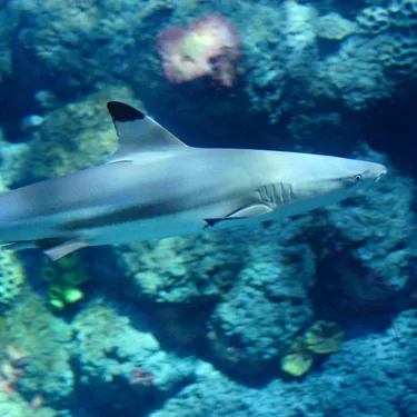 Gardaland SEA LIFE Aquarium - Blacktip Reef Shark