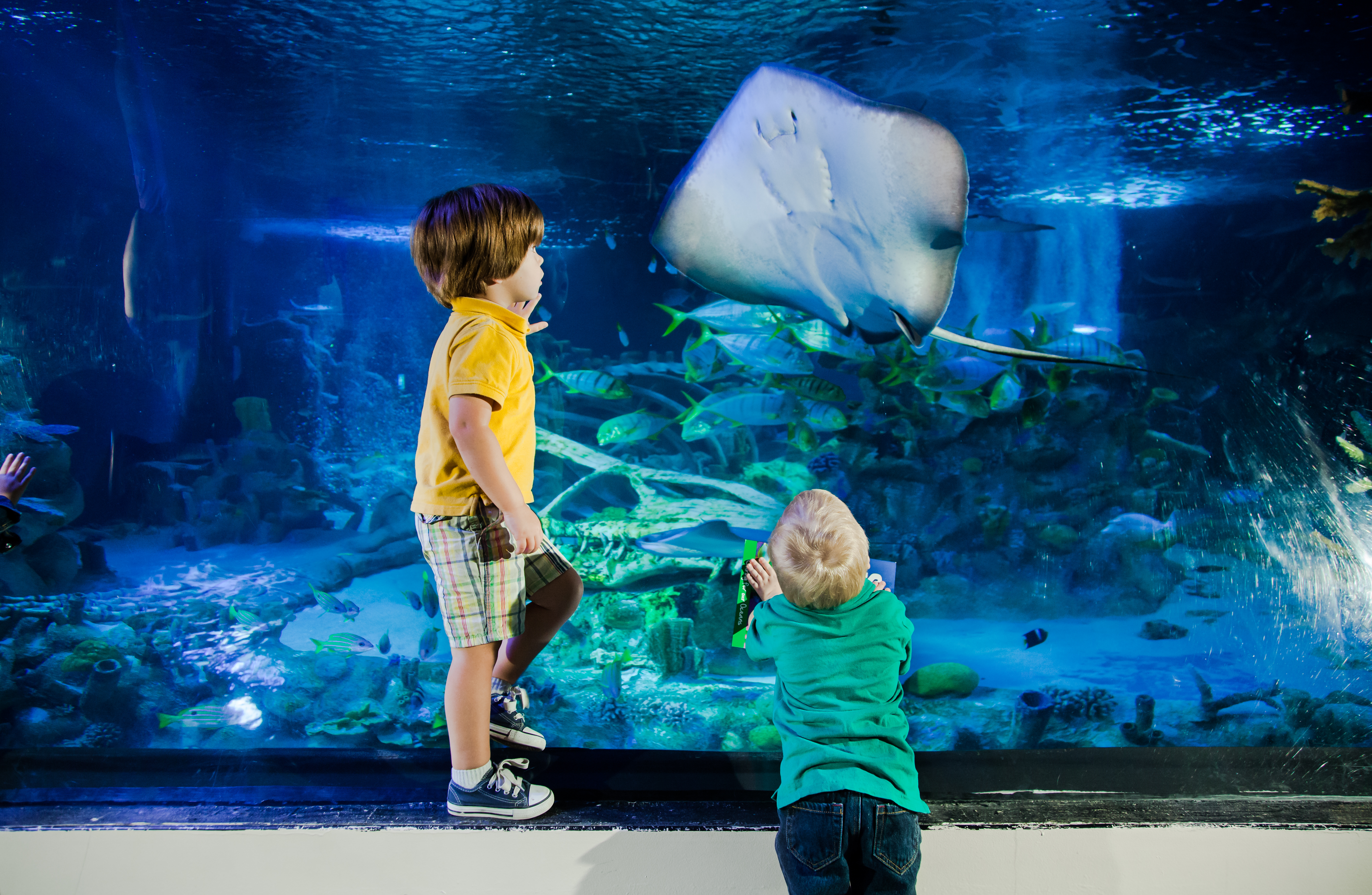 Gardaland SEA LIFE Aquarium - Kids