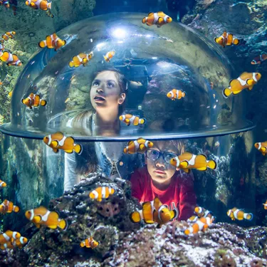 Gardaland SEA LIFE Aquarium - Die Höhlen der Clownfische
