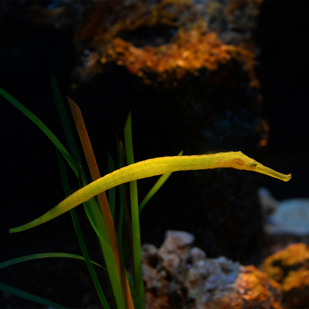 Pipefish 1080X1080